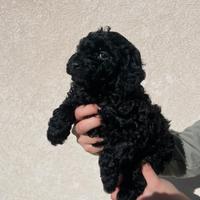 Barboncini - Piccoli Briganti