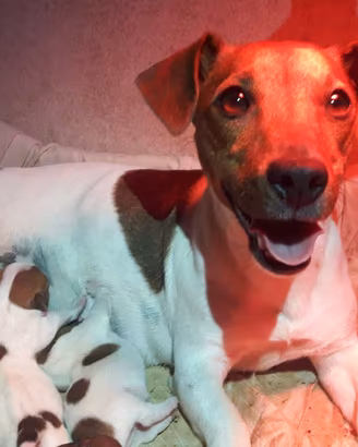 Cuccioli razza jack russel terrier