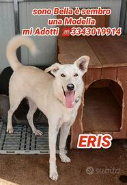 Eris: dolce, intelligente e vivace