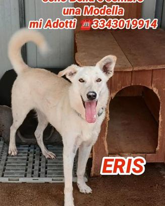 Eris: dolce, intelligente e vivace