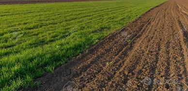Terreno di 67000 m² a Solesino