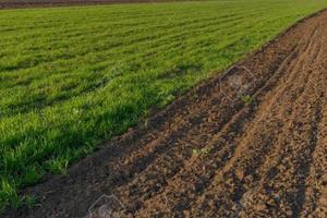 Terreno di 67000 m² a Solesino
