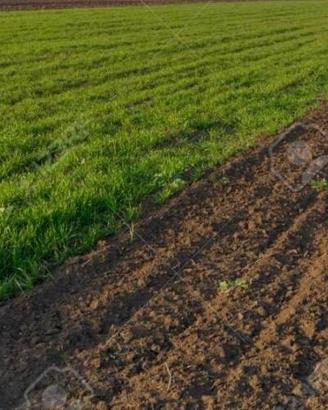 Terreno di 67000 m² a Solesino
