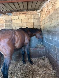 Cavallo