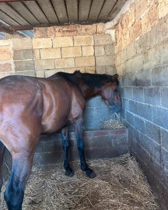 Cavallo