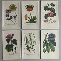 Collezione di 6 stampe in cartella  soggetto FIORI