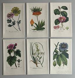 Collezione di 6 stampe in cartella  soggetto FIORI