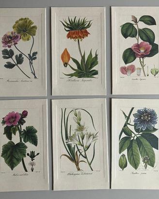 Collezione di 6 stampe in cartella  soggetto FIORI