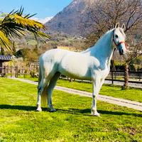 Cavalla Hispanoarabe