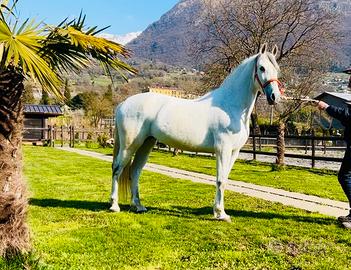 Cavalla Hispanoarabe