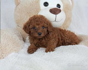 Cuccioli di Barboncino Toy Red, maschi e femmine