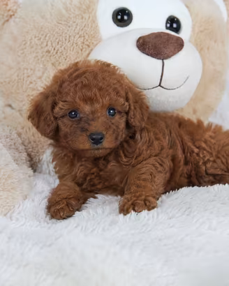 Cuccioli di Barboncino Toy Red, maschi e femmine