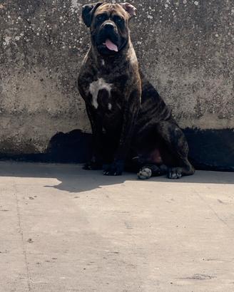 Cane corso per monta