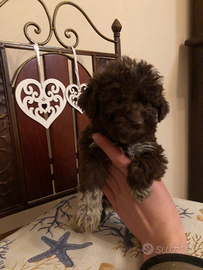 Cuccioli di Lagotto romagnolo
