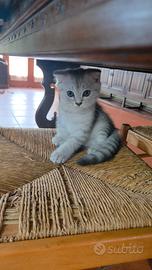 Gattini