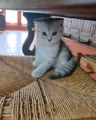 Gattini
