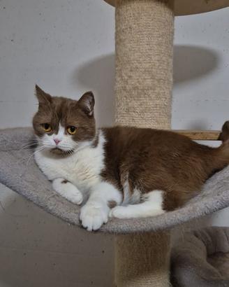 British shorthair