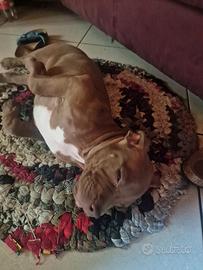pitbull 