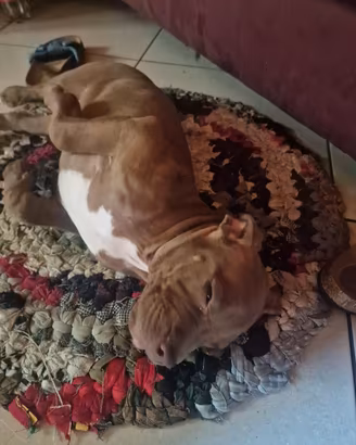 pitbull 