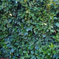 9 piante di lauro ceraso