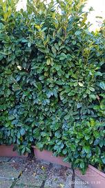 9 piante di lauro ceraso