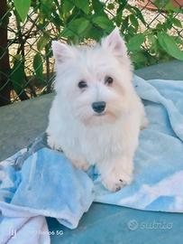 West White hinghland terrier