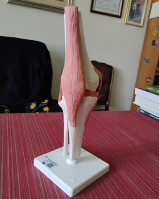 Modello ginocchio 3B Scientific