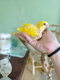 monaco lutino femmina 