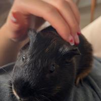 Cucciolo cavia peruviana + Gabbia