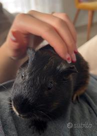 Cucciolo cavia peruviana + Gabbia