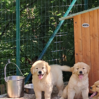 Cuccioli Golden Retriever 100% AMERICANI