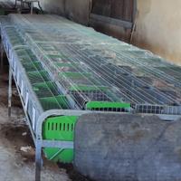 Gabbie professionali per conigli