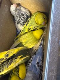 Pappagalli cocorita cocorite giovani