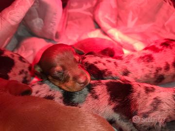 Cuccioli di bassotto nano tedesco 