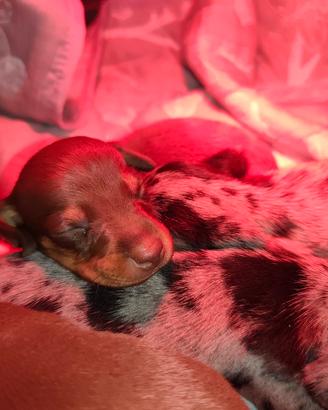 Cuccioli di bassotto nano tedesco 