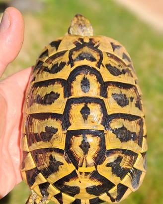 Coppia di testudo hermanni hermanni riproduttive