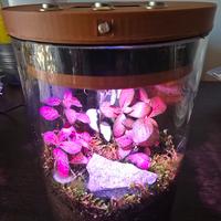 Terrario Intelligente 