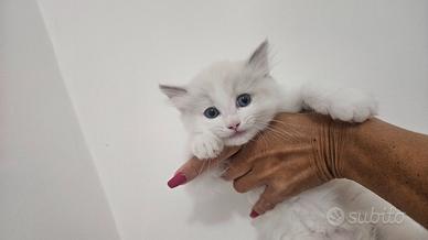 cucciolata ragdoll