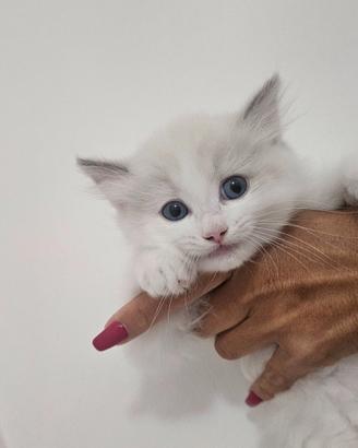 cucciolata ragdoll