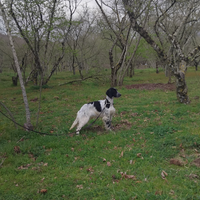 Setter inglese