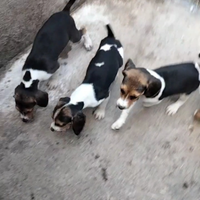 Cuccioli di segugio francese