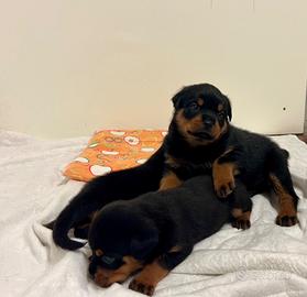Rottweiler cuccioli