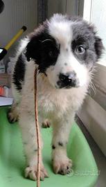 Cucciolo pastore mix in adozione