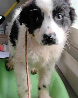 Cucciolo pastore mix in adozione