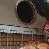 nido x pappagalli ara