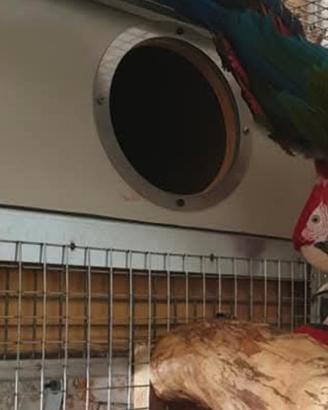 nido x pappagalli ara