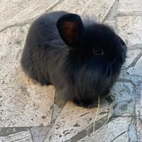 Conigli Ariete Nano docilissimi