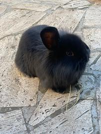 Conigli Ariete Nano docilissimi