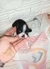 Cuccioli di chihuahua Toy