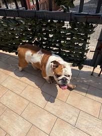 Buldog inglese 7/8anno
